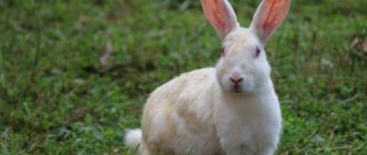 10 очень интересных фактов о зайцах