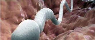 Spermatozoidy poznayut mir i sebya