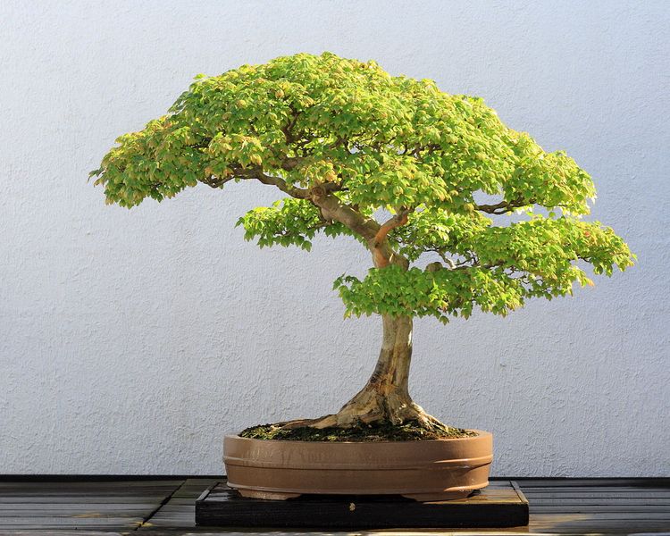 Bonsai
