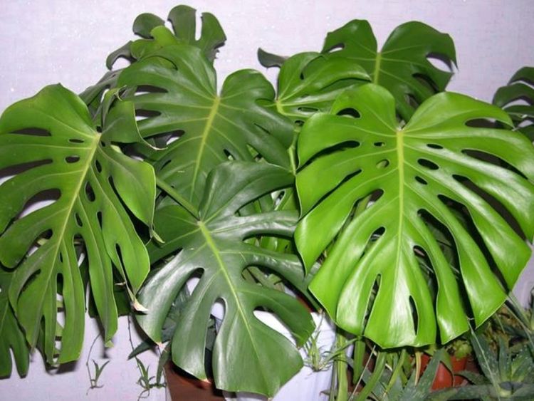 Monstera