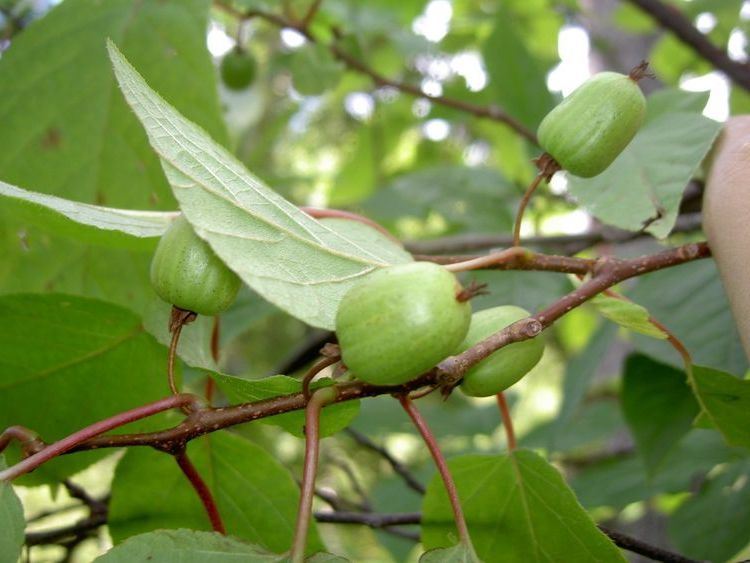 Aktinidiya kolomikta