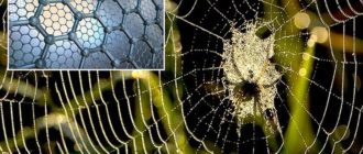 Uchenym udalos razgadat sekret prochnosti pautiny