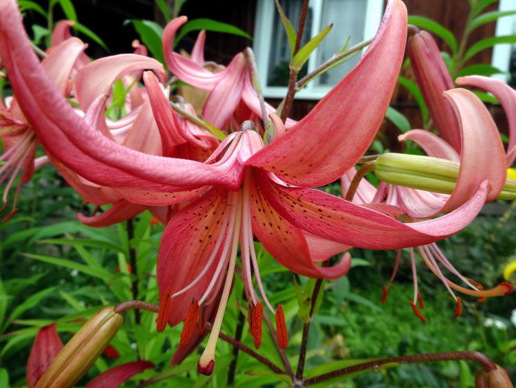 тычинки и пестик